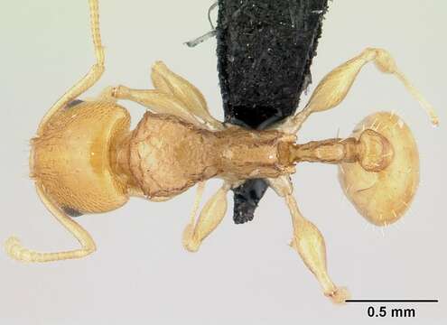 Image of Nesomyrmex tamatavensis