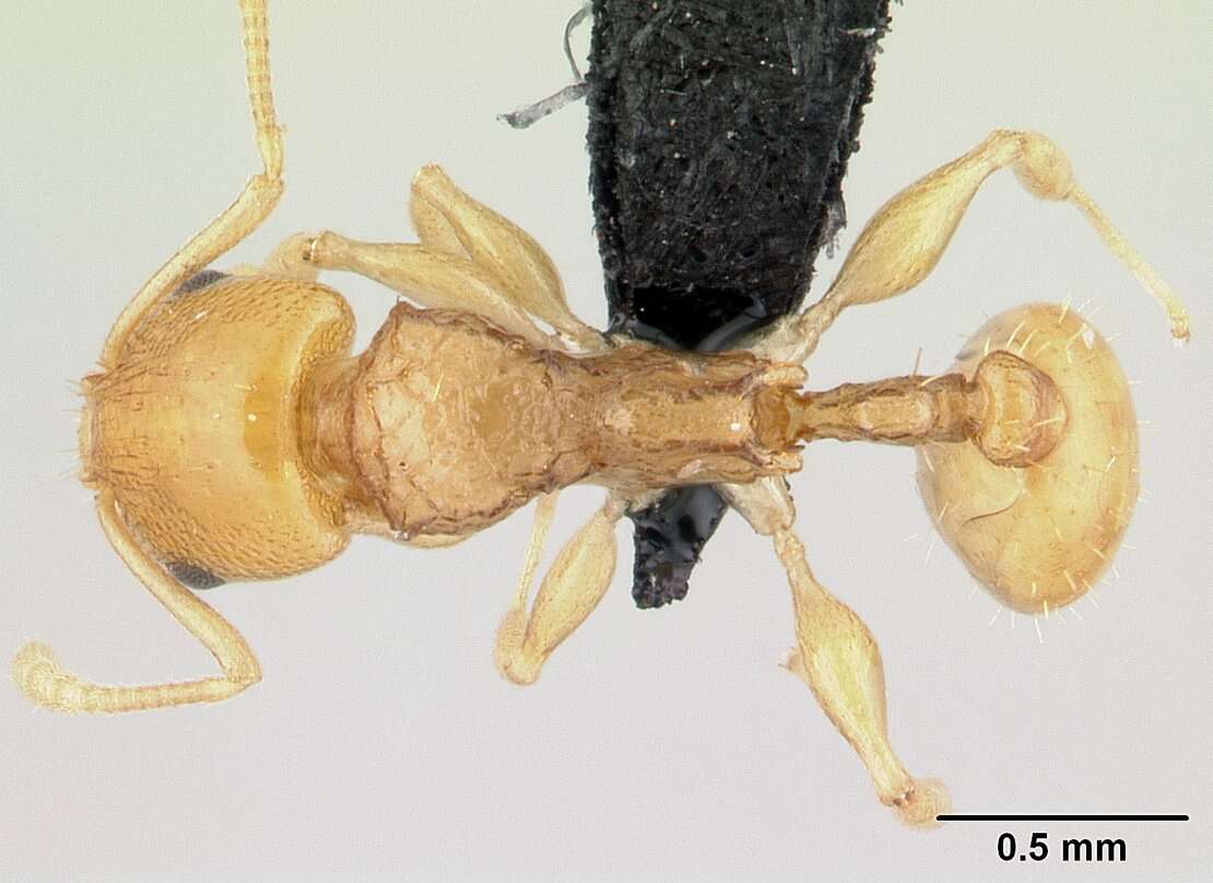 Image of Nesomyrmex tamatavensis