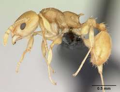 Image of Nesomyrmex tamatavensis