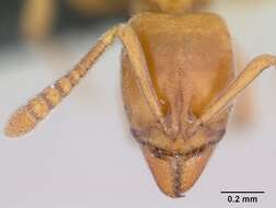 Image of Hypoponera inexorata (Wheeler 1903)