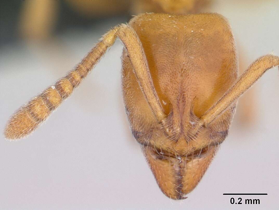 Image of Hypoponera inexorata (Wheeler 1903)