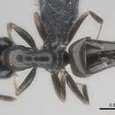 Image of Myrmelachista chilensis Forel 1904