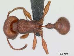 Image of Pogonomyrmex imberbiculus Wheeler 1902