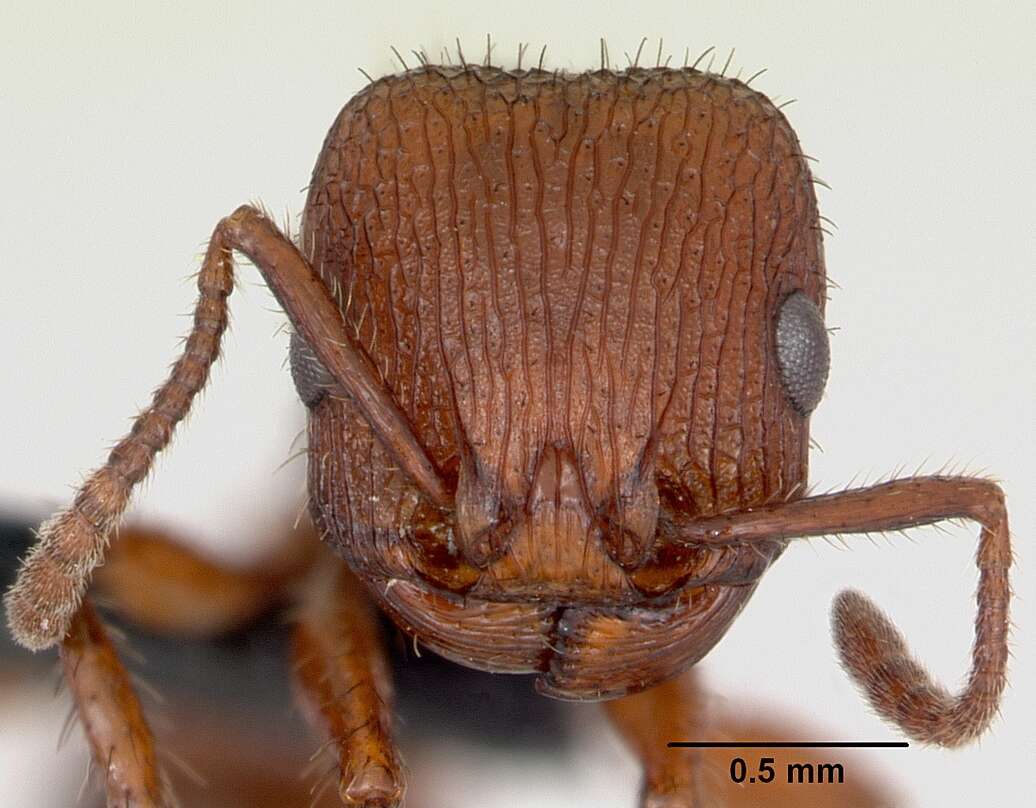 Image of Pogonomyrmex imberbiculus Wheeler 1902