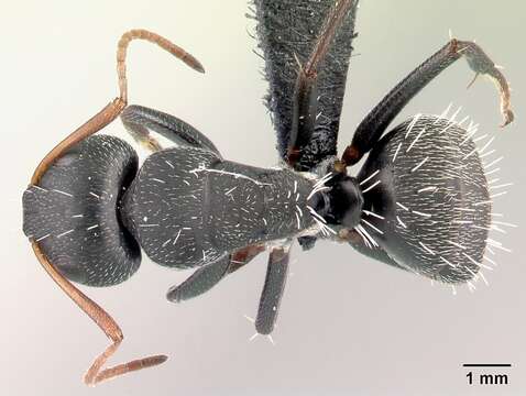 Image of Camponotus grandidieri Forel 1886