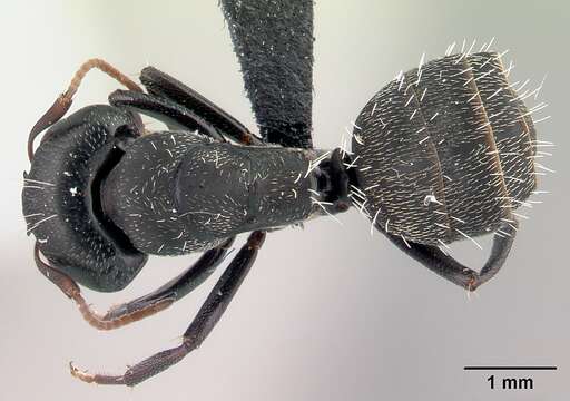 Image of Camponotus grandidieri Forel 1886