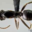 Слика од Crematogaster ranavalonae Forel 1887