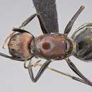 صورة Camponotus rufoglaucus (Jerdon 1851)