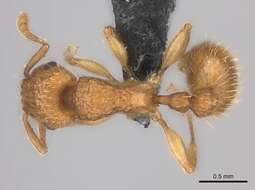 Image of Tetramorium notiale Bolton 1980