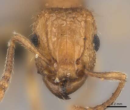 Image of Tetramorium notiale Bolton 1980