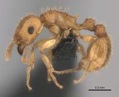 Image of Tetramorium notiale Bolton 1980