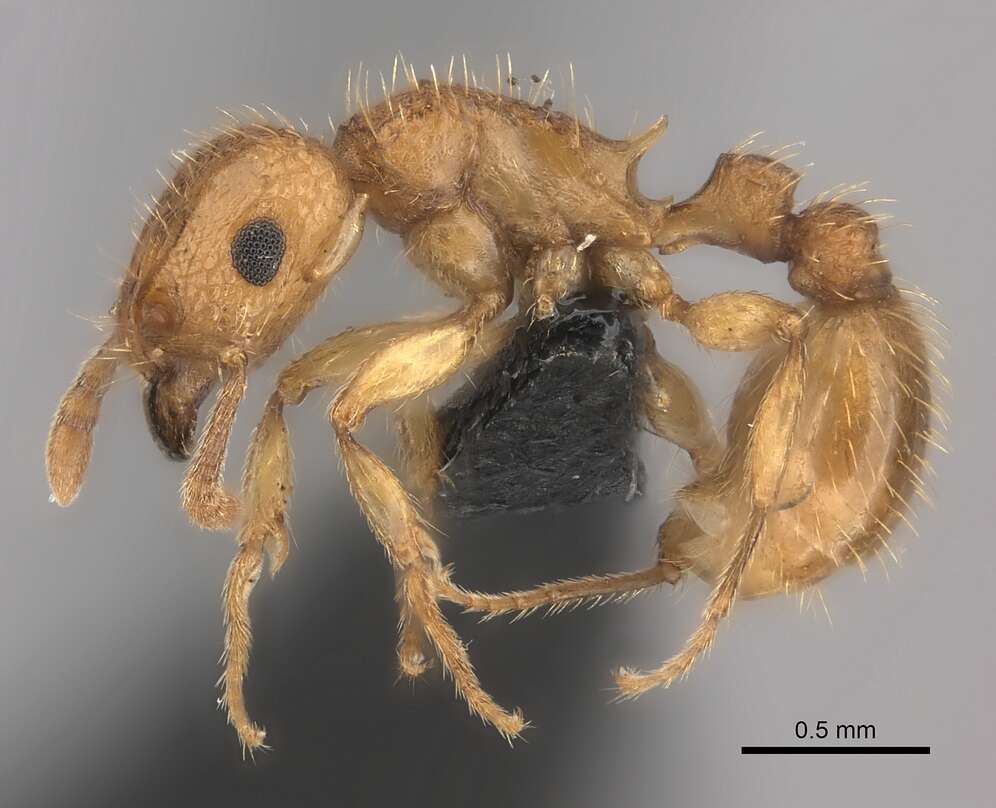 Image of Tetramorium notiale Bolton 1980