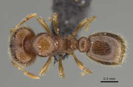 Image of <i>Carebara perpusilla</i>