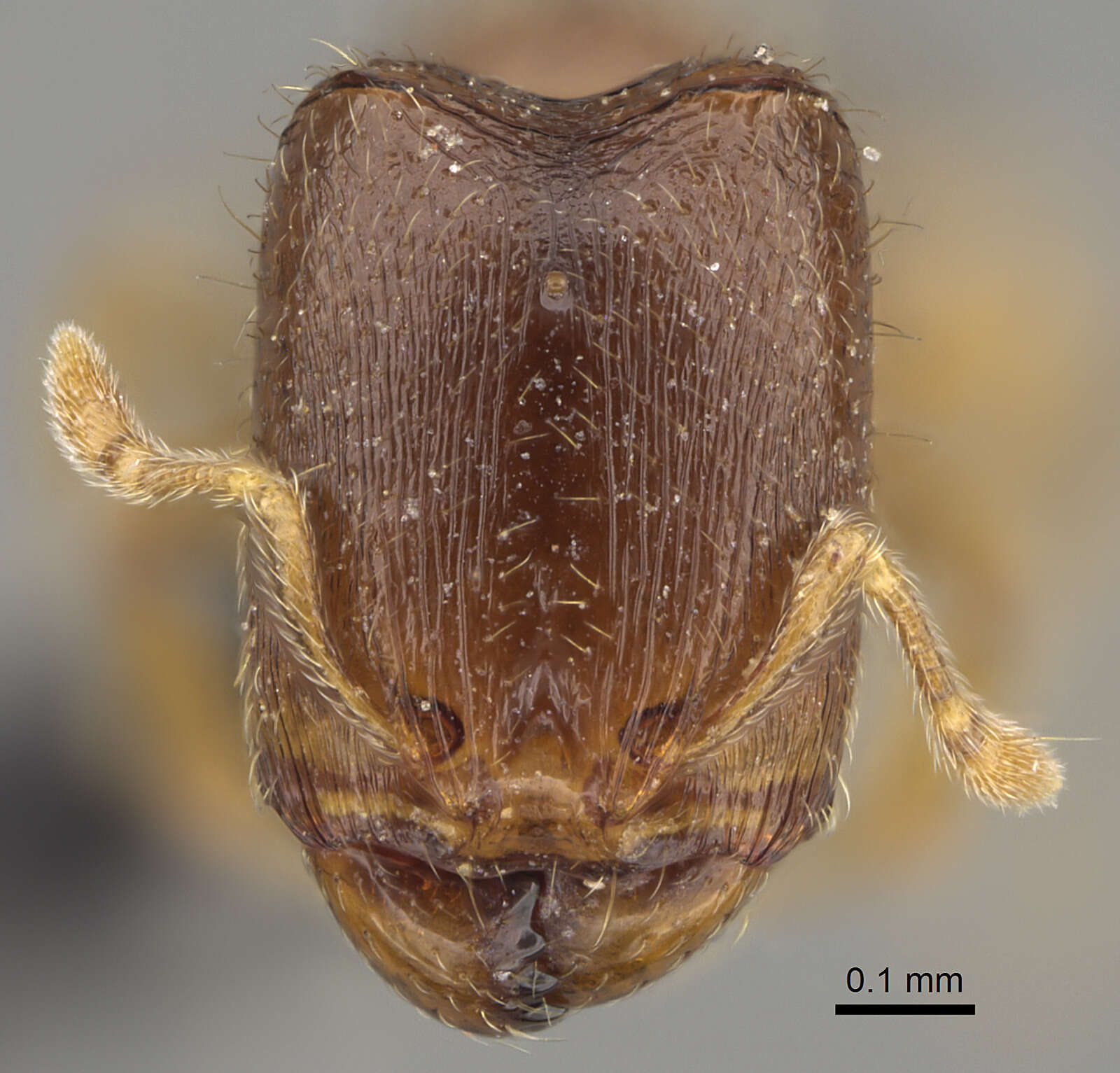 Image of <i>Carebara perpusilla</i>