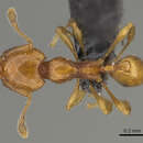 Image of <i>Carebara nicotianae</i>