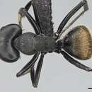 Image of Camponotus chrysurus Gerstaecker 1871