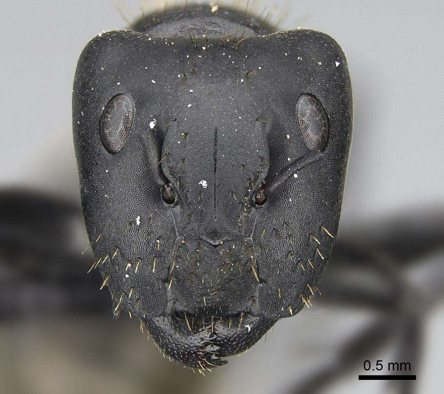 Plancia ëd Camponotus chrysurus Gerstaecker 1871