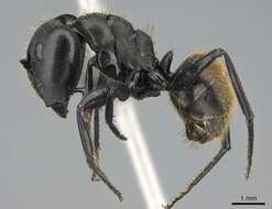 Plancia ëd Camponotus chrysurus Gerstaecker 1871