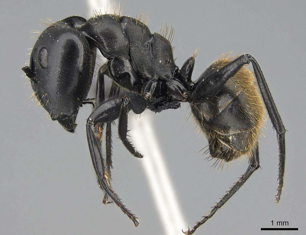 Image de Camponotus chrysurus Gerstaecker 1871