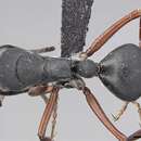 Image de Camponotus sankisianus Forel 1913
