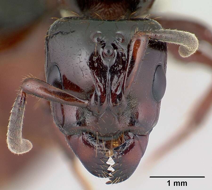 Image of Centromyrmex bequaerti (Forel 1913)