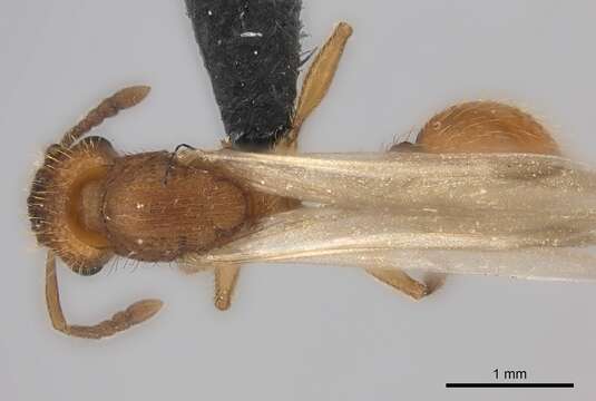 Image of Southern Fierce Ant