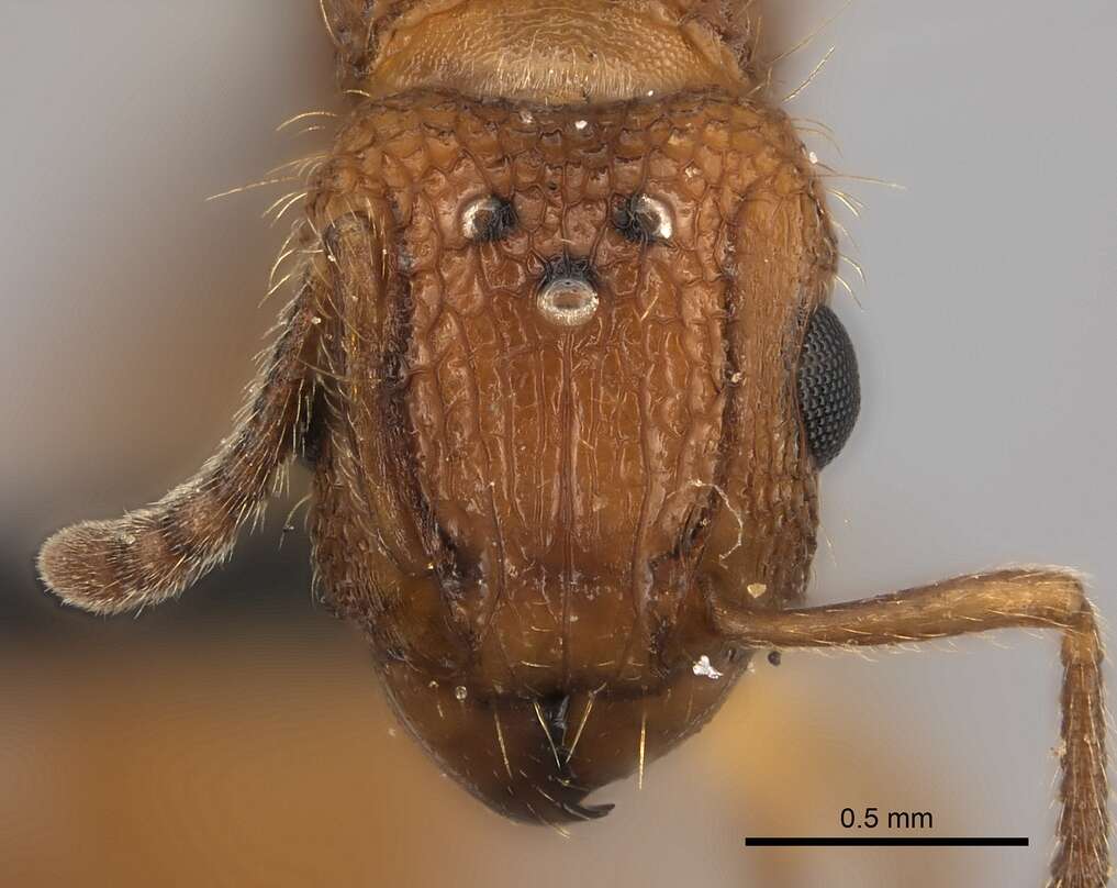 Image of Tetramorium notiale Bolton 1980