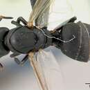 Image of Camponotus edmondi Andre 1887