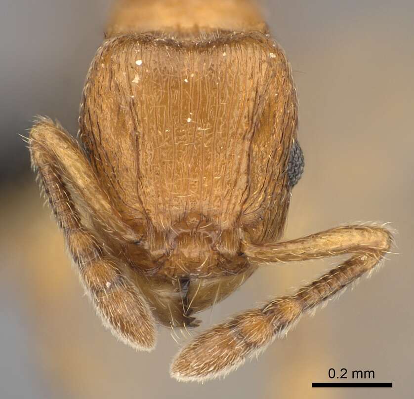 Image of Tetramorium cognatum Bolton 1979