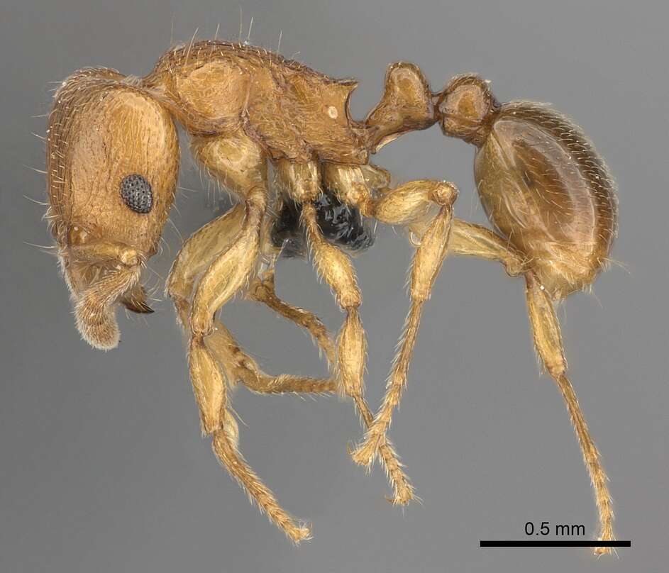 Image of Tetramorium cognatum Bolton 1979