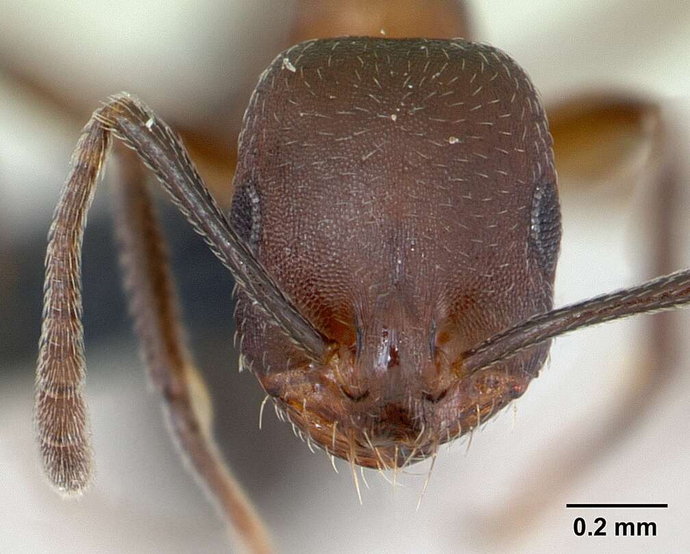 Imagem de Monomorium subopacum (Smith 1858)