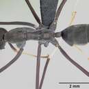 Image de Leptomyrmex unicolor Emery 1895