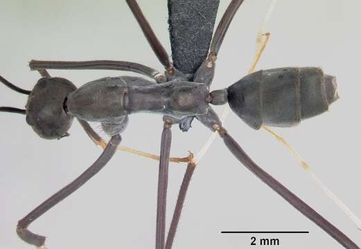 Image de Leptomyrmex unicolor Emery 1895