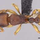 Image of Tetramorium deceptum Bolton 1977