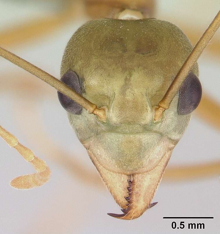 Image of weaver ant