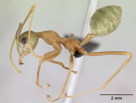 Image of weaver ant