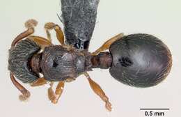 Image of Myrmecina pauca