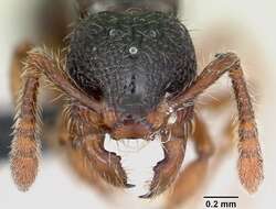 Image of Myrmecina pauca