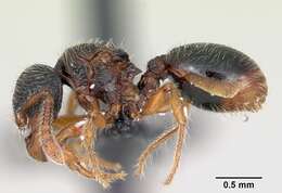 Image of Myrmecina pauca