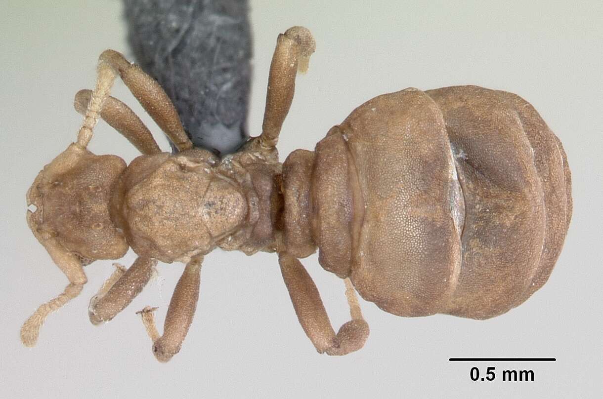 Image of Ant