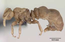 Image of Ant