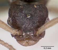 Image of Ant