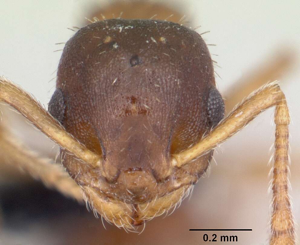 Image of Leptothorax wilsoni Heinze 1989