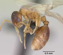 Image of Leptothorax wilsoni Heinze 1989