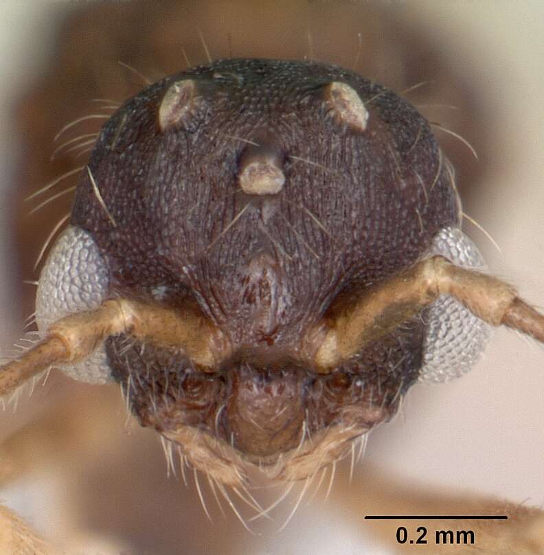 Image of Leptothorax wilsoni Heinze 1989