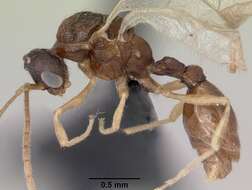 Image of Leptothorax wilsoni Heinze 1989