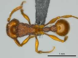 Image of Tetramorium isectum Bolton 1979