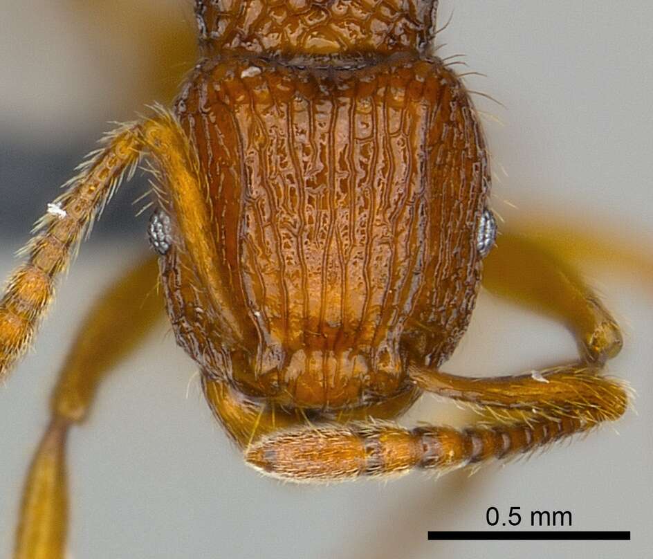 Image of Tetramorium isectum Bolton 1979