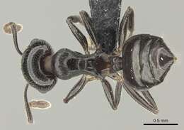 Image of Crematogaster degeeri Forel 1886