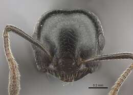 Image of Crematogaster degeeri Forel 1886